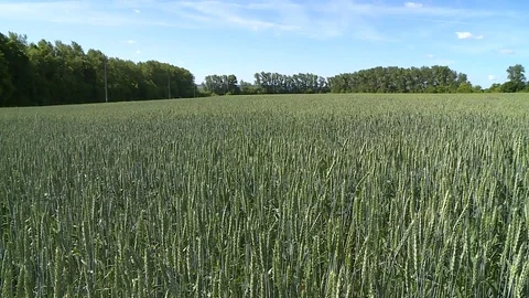 Field Of Young Rye 2 Vídeos de archivo 116707038