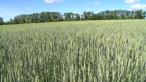 Field Of Young Rye 3 Stock Footage 116707044