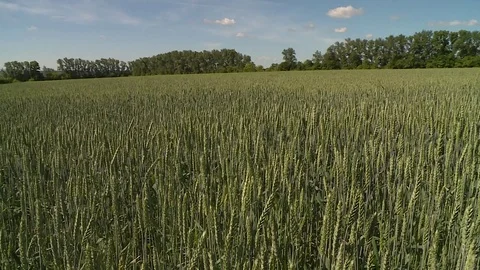 Field Of Young Rye 4 Stock Footage 116707037