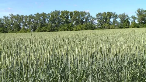 Field Of Young Rye Stock Footage 116707123