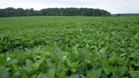 Field of young soybean plants Stock Footage 157718895