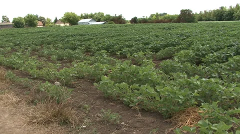 Field with young soybeans - pan right Stock-Footage 39672520