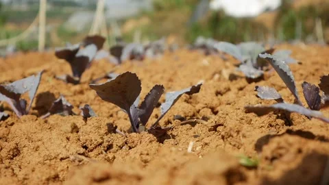 Field with young sprouts of red cabbage. Vegetables, organic farming Stock Footage 136173352