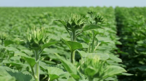 A field of young sunflower plants Video stock 62279853