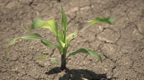 A Field of Young Sweet Corn Stock Footage 64763525