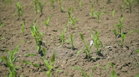 A Field of Young Sweet Corn  Stock Footage 64763793