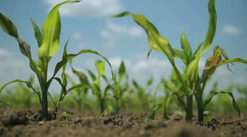 A Field of Young Sweet Corn  Stock Footage 64763847