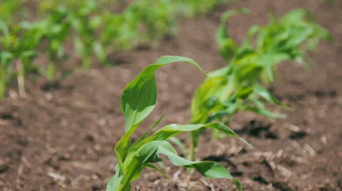 A Field of Young Sweet Corn  Stock Footage 64764168