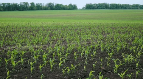 A Field of Young Sweet Corn  Stock Footage 64764357