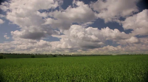Field with young wheat and clouds Stock Footage 50491360