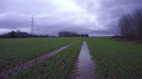 Field with young wheat and tractor tracks after rain, time lapse 4K Stock Footage 70180816