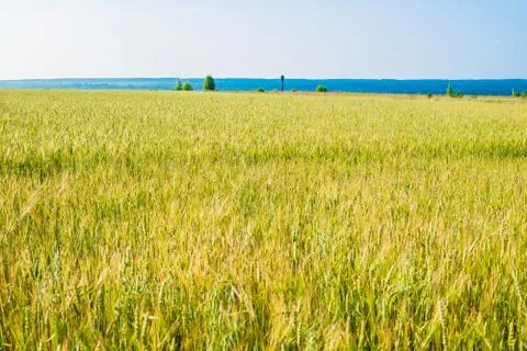 Field of young wheat ears and sky with clouds. Stock Photos