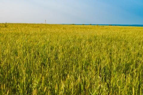 Field of young wheat ears and sky with clouds. Stock Photos
