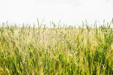 Field of young wheat ears and sky with clouds. Stock Photos