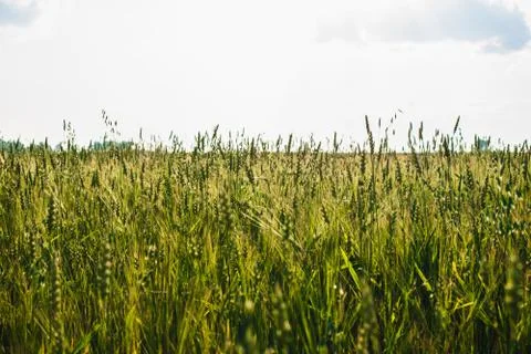 Field of young wheat ears and sky with clouds. Stock Photos