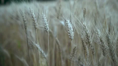 Field of young wheat farm Stock Footage 157318889