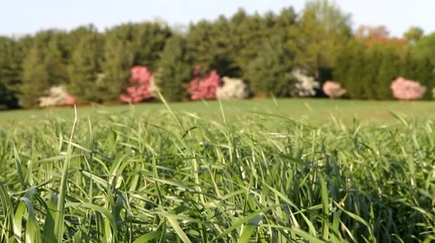 Field Of Young Wheat Stock Footage 8651438