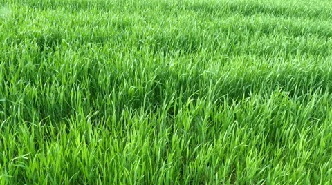 Field of young wheat Stock Footage 50060516