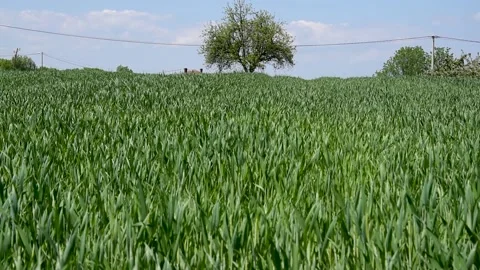 A field of young wheat Stock Footage 168989350