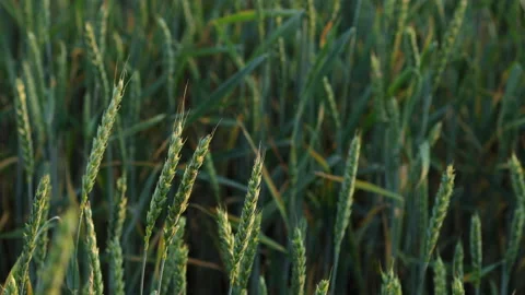 A Field of Young Wheat Stock Footage 244954100