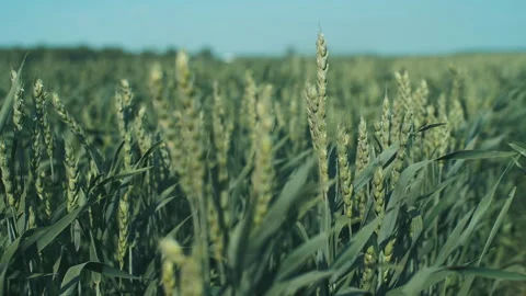 Field of young wheat Stock Footage 246418089