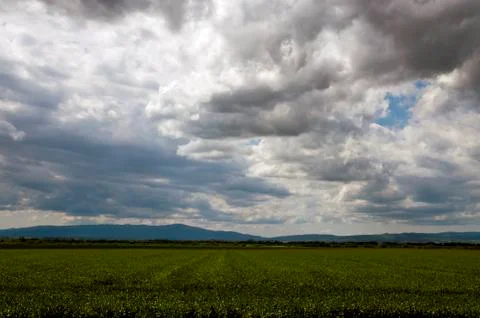 Field of young wheat Stock Photos