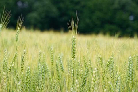 Field of Young Wheat Foto stock