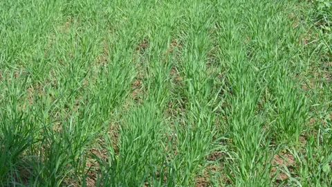 A field of young wheat plants. Stock Footage 313674060