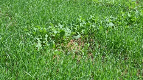 A field of young wheat plants. Stock Footage 313674206
