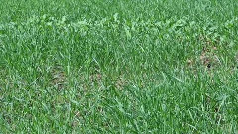 A field of young wheat plants. Stock Footage 313715405