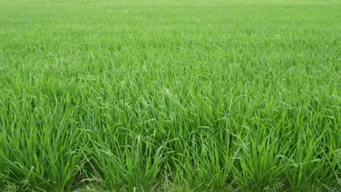 Field of young wheat plants 스톡 동영상 332566927