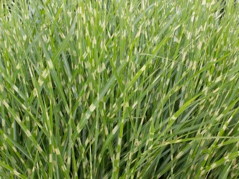 Field of zebra grass Stock Photos
