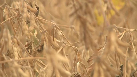 Field2 Stock Footage 103222127