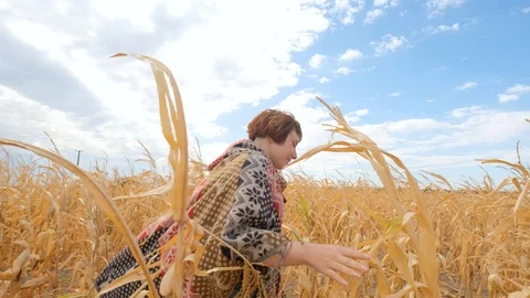 Field2 Stock Footage 116397909