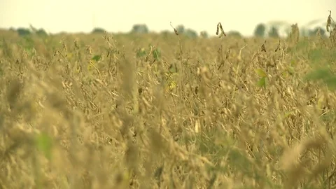 Field5 Stock Footage 103222121