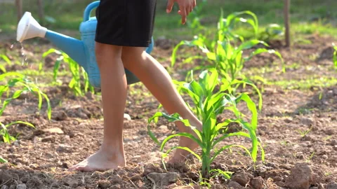 Fieldcornwatering01 Stock Footage 146691433