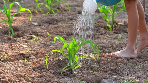 Fieldcornwatering02 Stock Footage 146690892