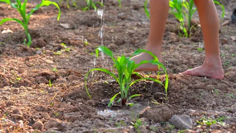Fieldcornwatering03 Stock Footage 146691529