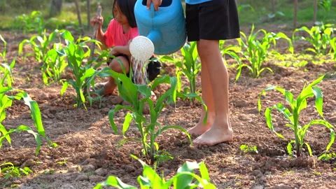 Fieldcornwatering05 Stock Footage 146692215