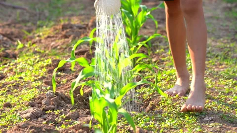Fieldcornwatering08 Stock Footage 146692051