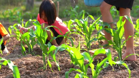 Fieldcornwatering6 Stock Footage 146692413