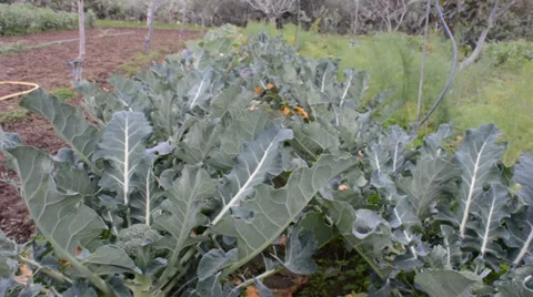 Fielder of broccoli Stock Footage 33691100