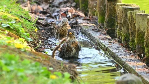 Fieldfare bathing in narrow garden stream with mossy wooden edging 库存影片 334080424