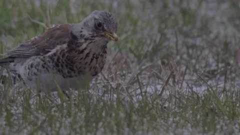 Fieldfare eats under snowfall (Turdus pilaris) Stock Footage 283547186