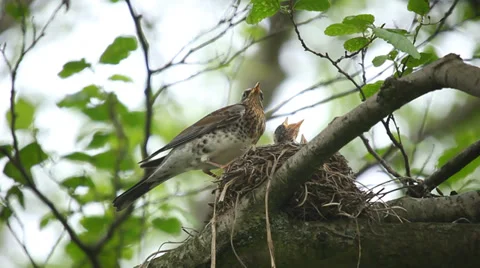 Fieldfare feeding chicks Video stock 39636533