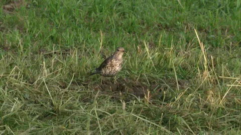 Fieldfare foraging in the grass Stock Footage 303210404