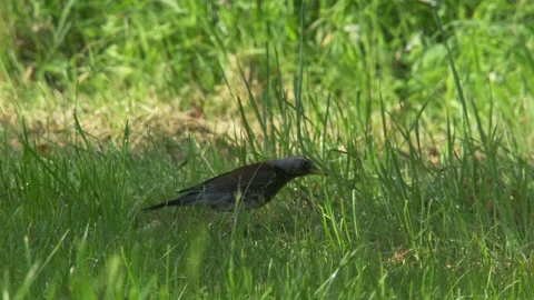 Fieldfare is foraging on a meadow Stock Footage 272770630