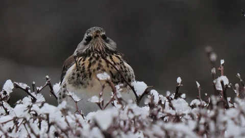 Fieldfare looking in different directions close-up in winter Stock Footage 321493689