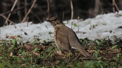 Fieldfare looking in different directions during a  of large evaporation in a Stock Footage 321493662