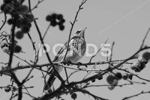 Fieldfare perching on branch of crabapple tree in bright sunlight Stock Photos